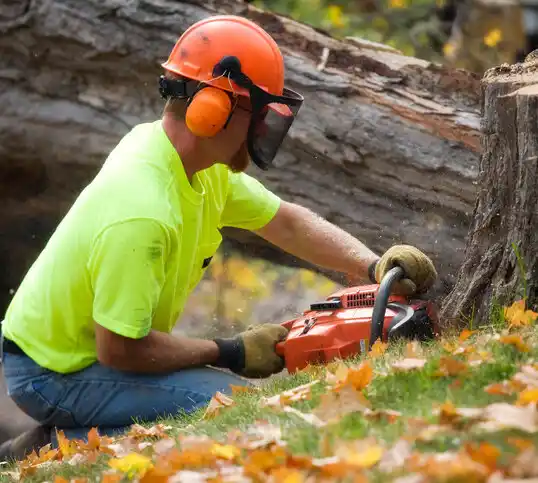 tree services Lyndhurst